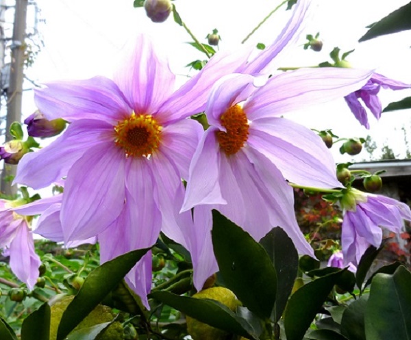 P1070013-001.JPG