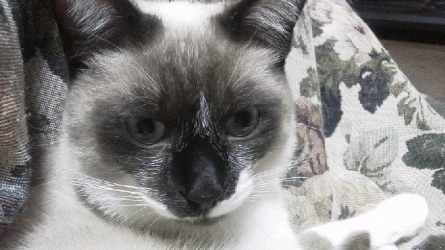 ライ