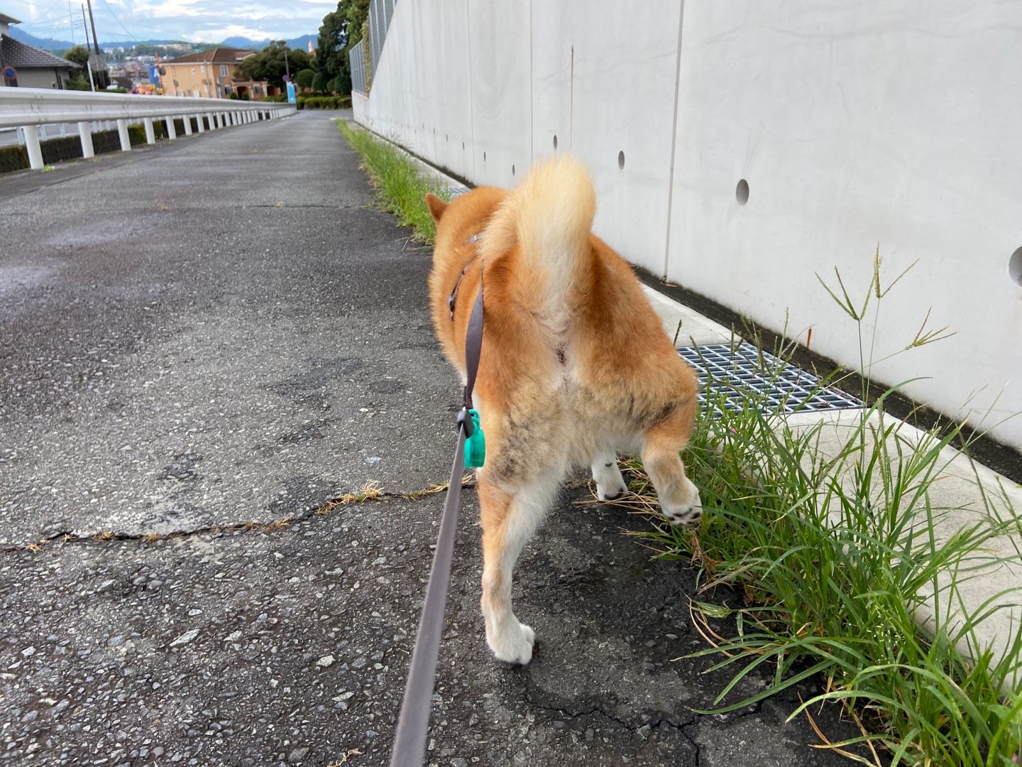 印刷 犬 ほねっこ いつから ただかわいい犬