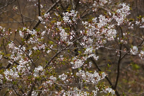 DSC04078.JPG