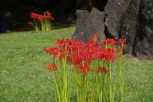 旧芝離宮恩賜庭園の彼岸花