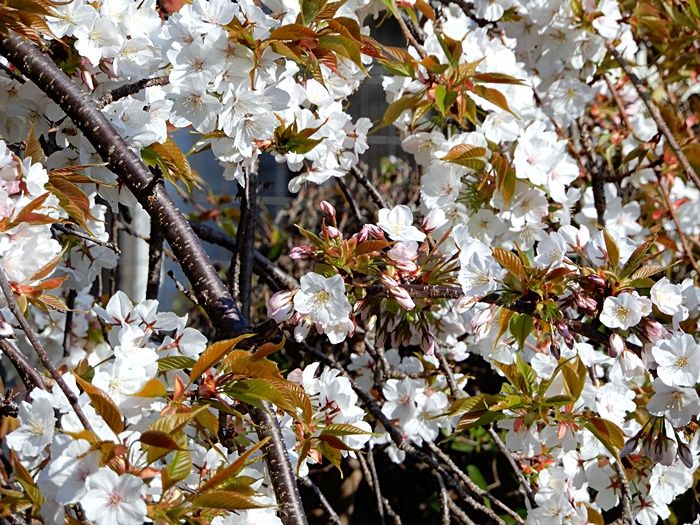 枝垂れ山桜5