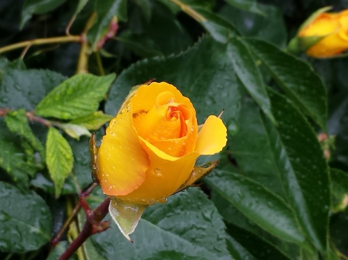 20150603_094249 (500x374).jpg