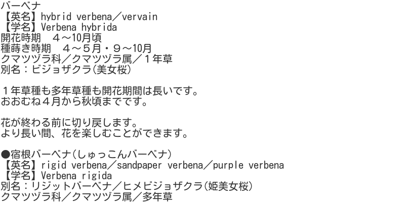 Verbena