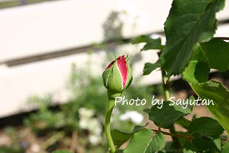 シャルルドゴール