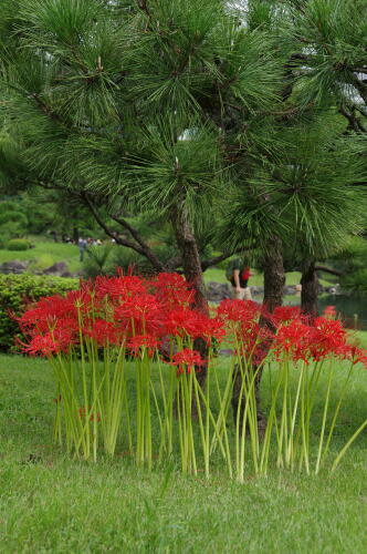 旧芝離宮恩賜庭園にて