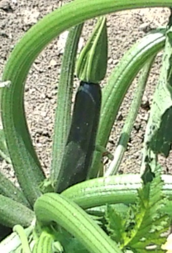 F1000113s.jpg