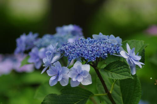 昭和記念公園の紫陽花