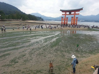 miyajima2