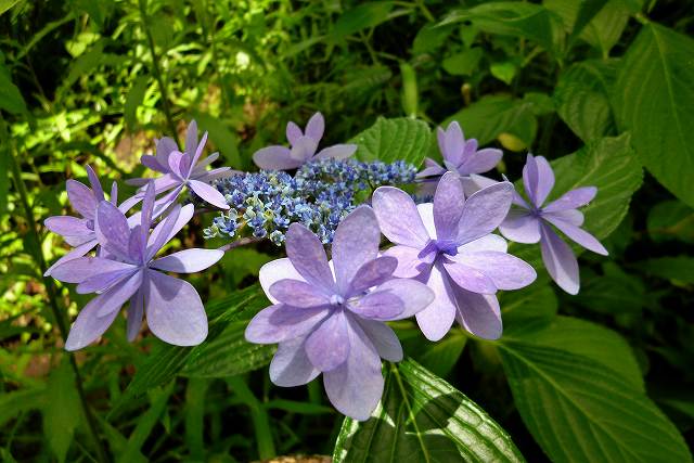 ガクアジサイ 額紫陽花 ユキノシタ科 アジサイ科 アジサイ属 ヒドランゲア属 なんでもあり工房 のブログ 楽天ブログ