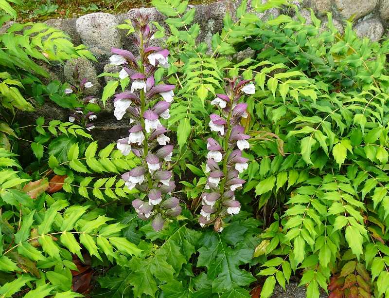 6月19日 今日の一花 アカンサス Gazengamaのブログ 散歩中に出合った花と趣味の陶芸作品 楽天ブログ