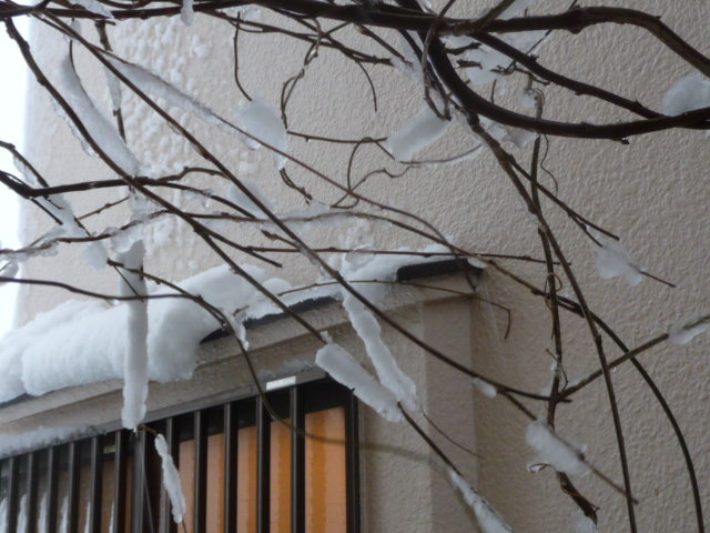 583 雪の花