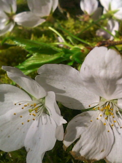 庭に桜の花びら.jpg