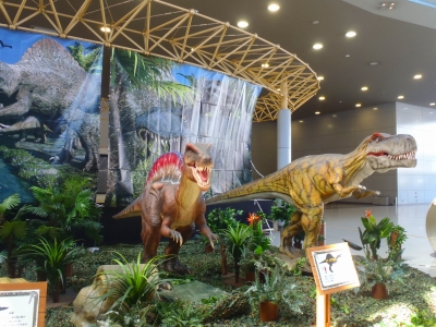 沖縄磯採集2014年9月中旬49　関西国際空港　わくわく恐竜展