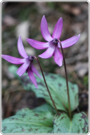 平栗-11 カタクリ-6 13.4.13