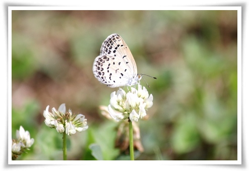 大乗寺丘陵公園-31 ヤマトシジミ 13.6.22