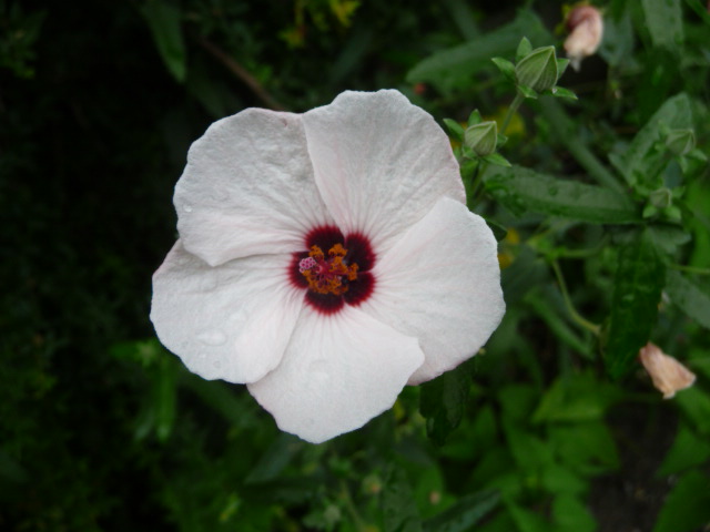 771 高砂芙蓉