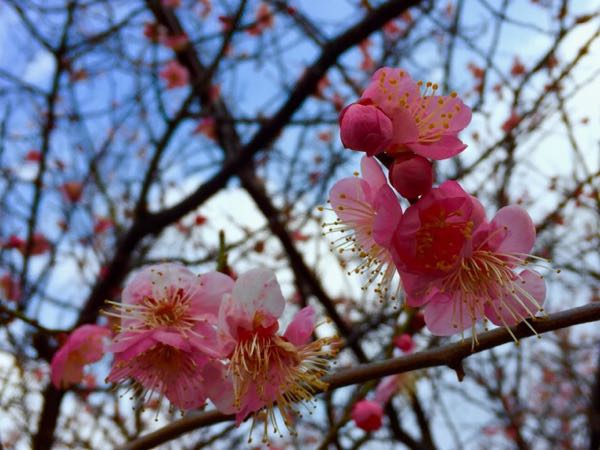 rblog-20160301182950-01.jpg