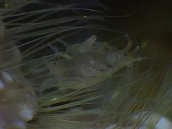 ヨコヤホンヤドカリ（Propagurus obtusifrons）に共生するヨコエビの仲間19　深海