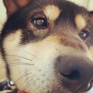 やまちゃんの顔 Yjわんこのブログ 楽天ブログ