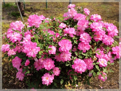 バラ・フラワーセンター大船植物園