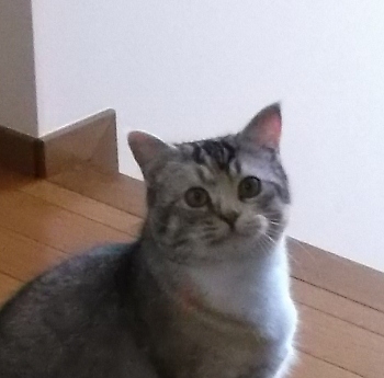 DSCF1196 (350x345).jpg