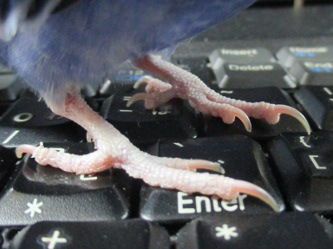 つめ