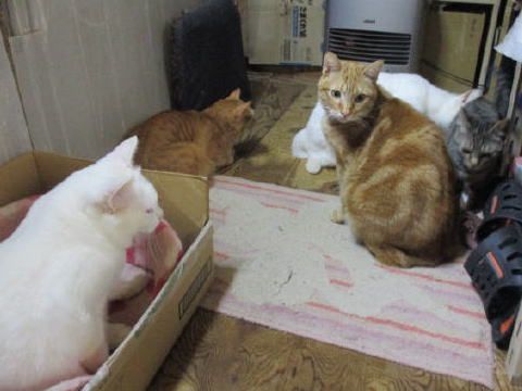 暖かい場所は好きだにゃ 猫１８匹と自然もいっ ぱいの我が家 楽天ブログ