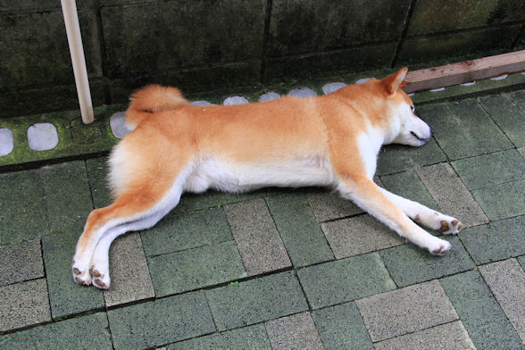 陸は