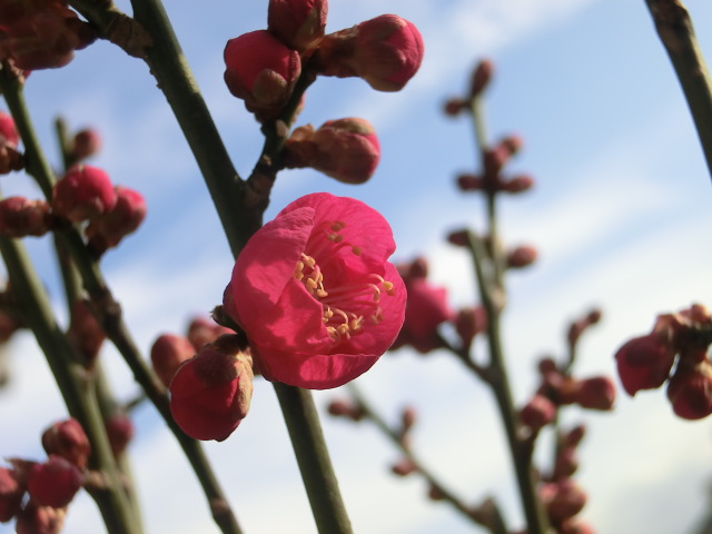 梅の花が開花2015年1月16日現在 (2).JPG