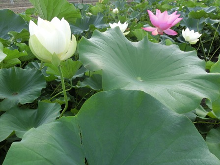 蓮の花