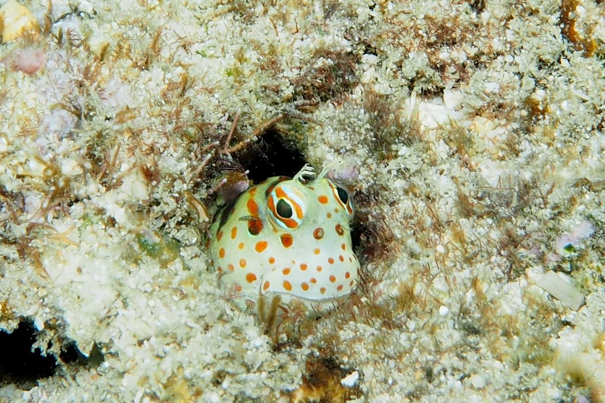 ヒトスジギンポ デコボコ潜水 楽天ブログ