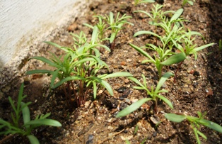 20120428 ezogiku @ seoul 1.jpg