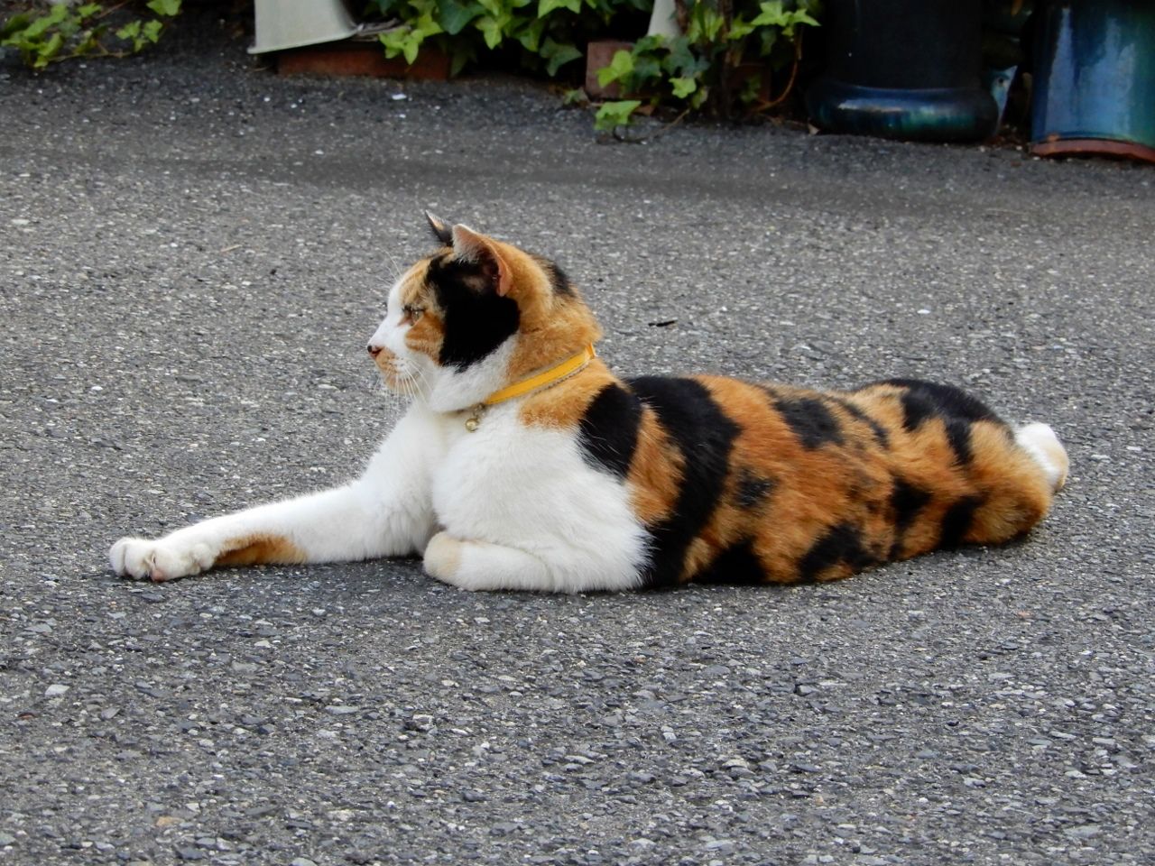 86ページ目の 猫 人さまのネコ 楽天ブログ
