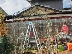 2013_1124マイピクチャー0064.JPG