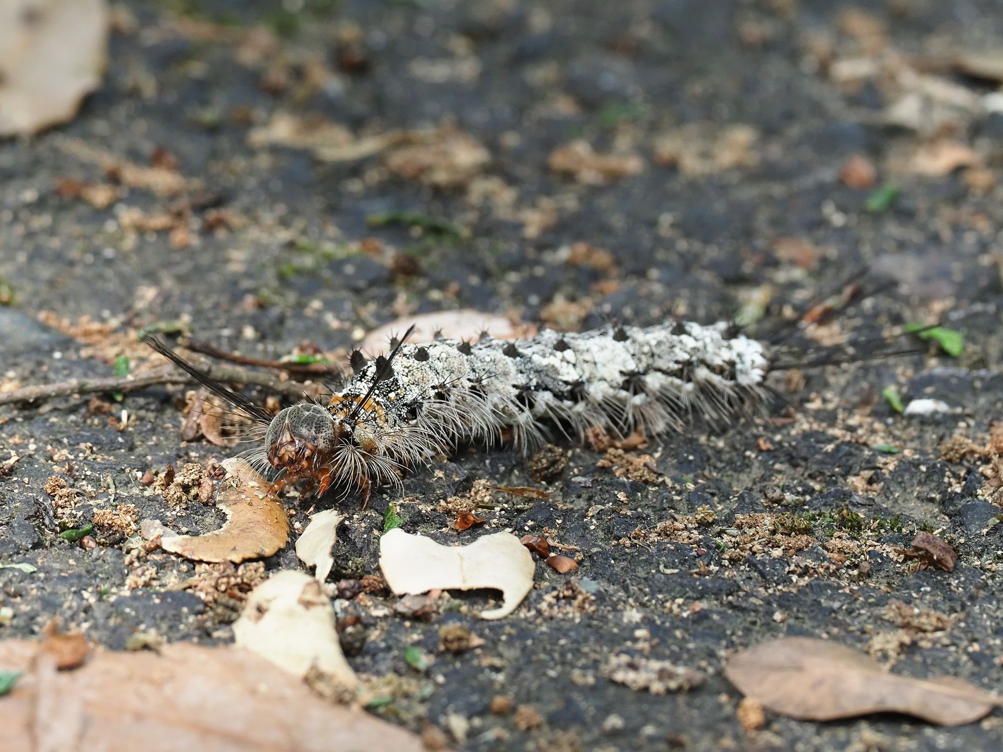 カシワマイマイとマイマイガの幼虫 瀧ノ池 花鳥風枝 楽天ブログ