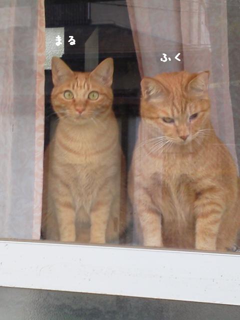 まるとふく