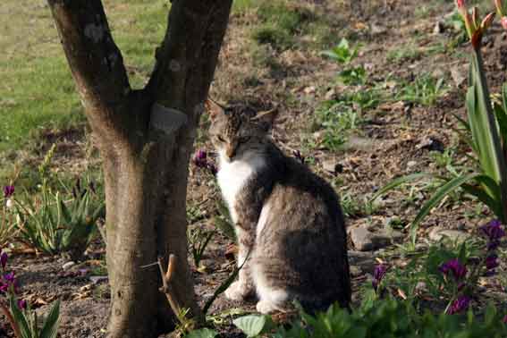 我が家のニャンコ♪2013/5/26-3