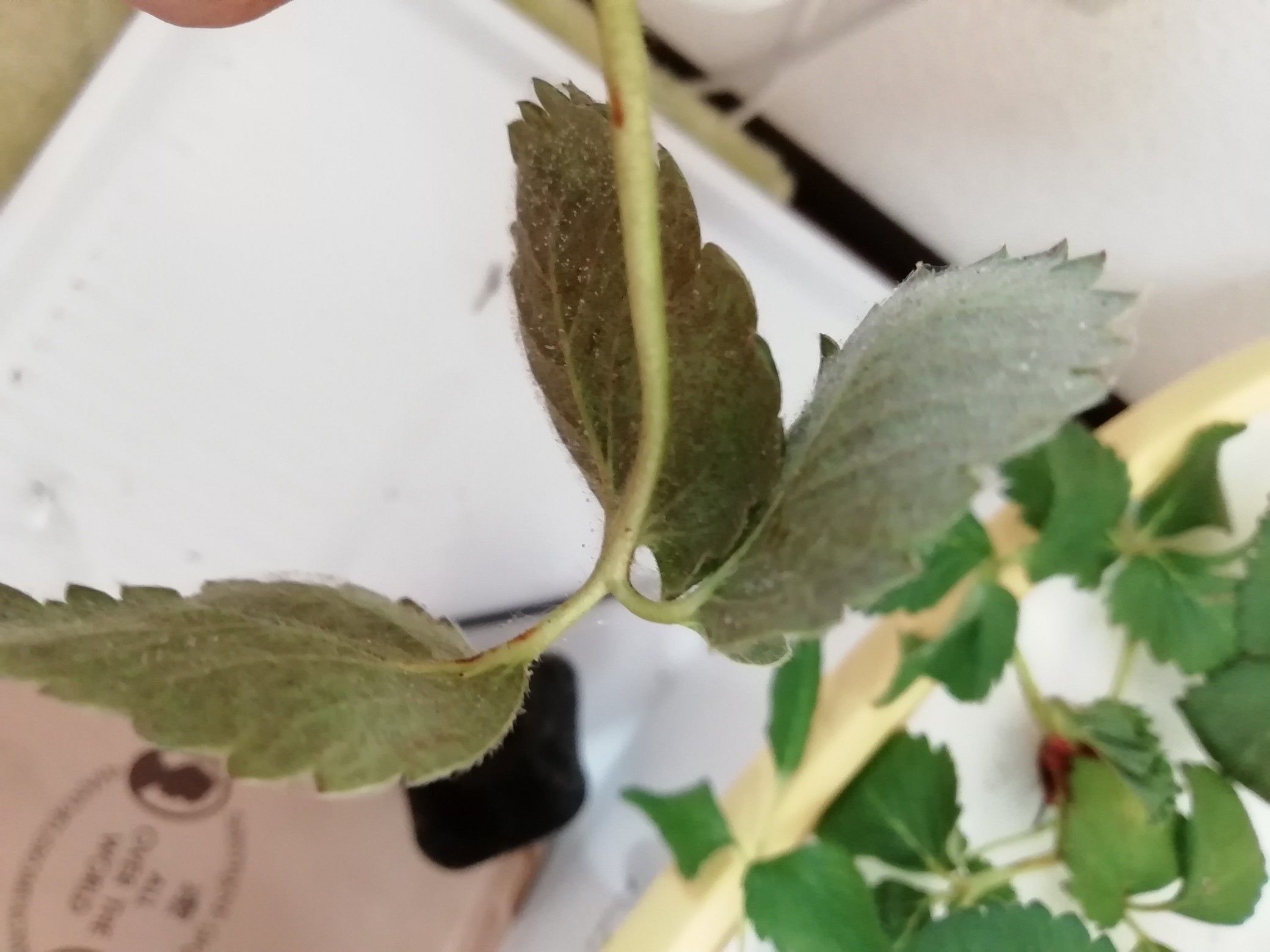 水耕栽培いちごのうどん粉病 ストロベリースタリオン 楽天ブログ