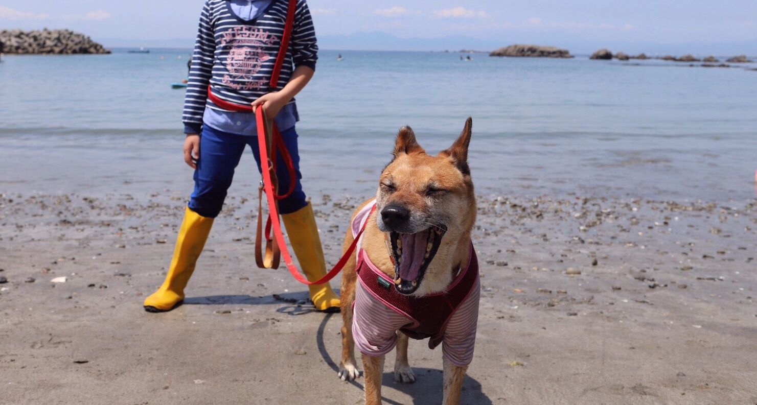 家族が出来たわんこ てまり の記事一覧 古い平屋に犬 猫 と住む 楽天ブログ