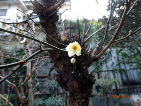 梅の花.jpg