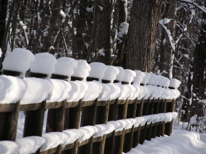 2017-11-20mori7 (1).JPG