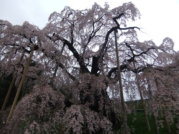 三春滝桜３