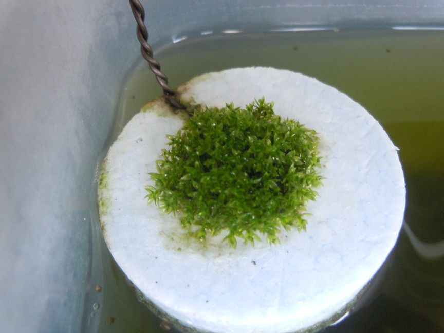 メダカ水槽藻が生えまくり 何でえ がんばメダカ 長崎わっしょい 楽天ブログ