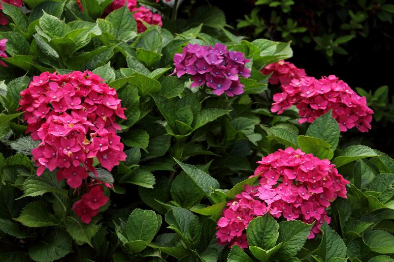中千本公園の紫陽花_04.jpg