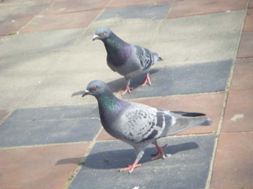 鳩.jpg