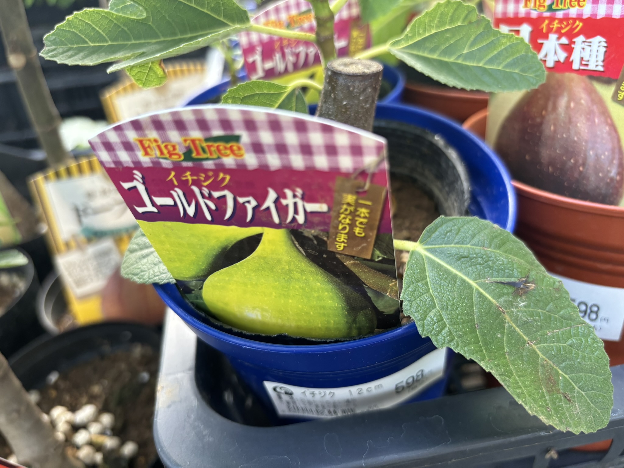 6,7月にみたびコメリにイチジクの苗が入荷していたので・・・ | 今日の