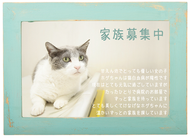 ホグカード2.jpg