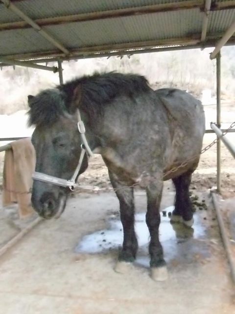 流鏑馬体験に行って来ました Fuku ふく のブログ 楽天ブログ