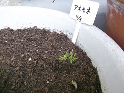 アネモネ11月23日.jpg